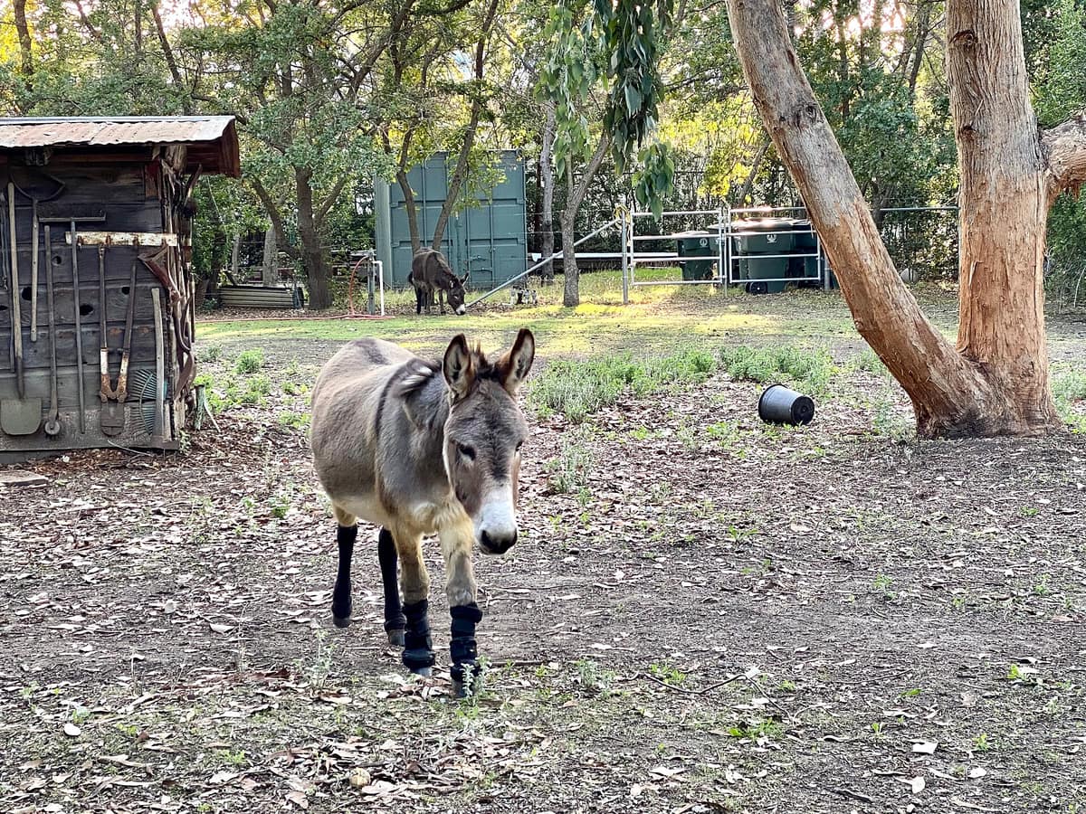 A Barron Park donkey in its pasture under the trees