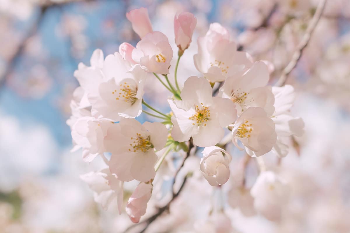 Spring blossom at the Elizabeth F. Gamble Garden