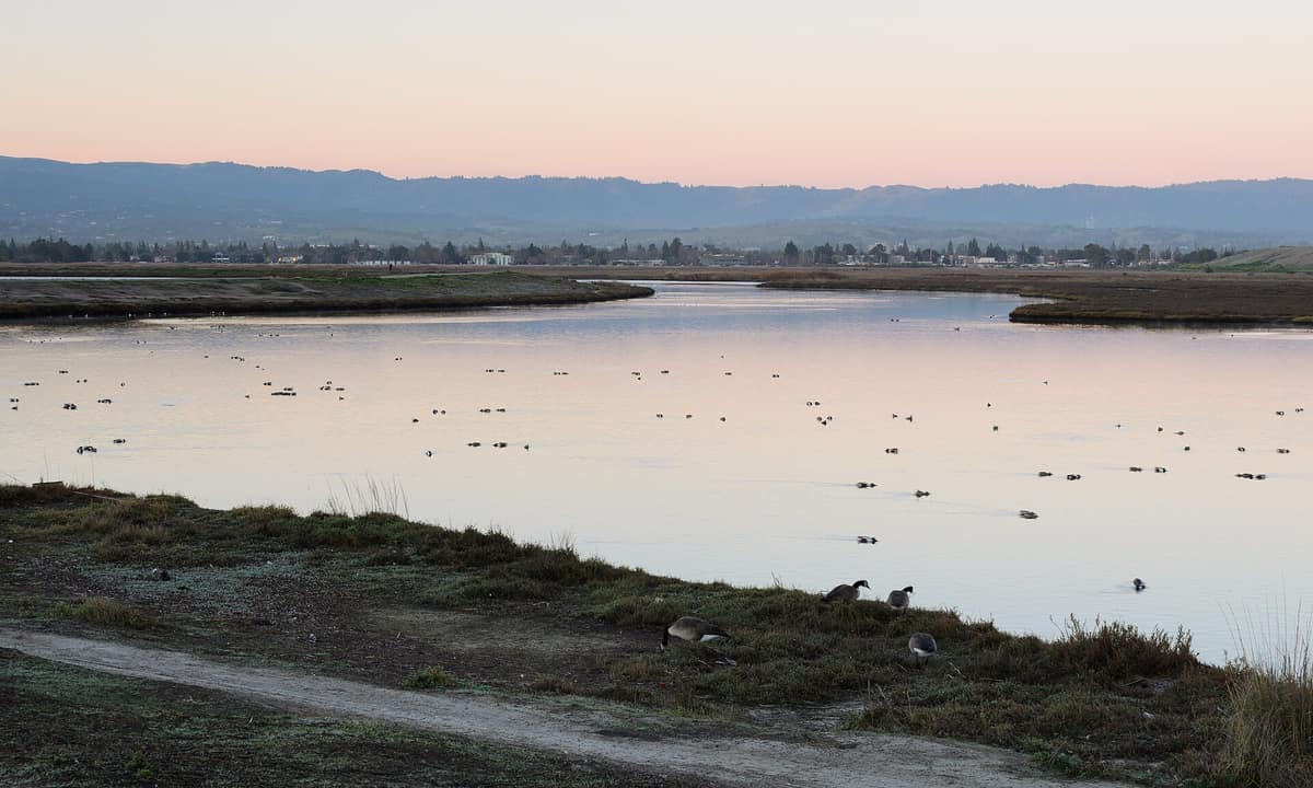 Water birds on a Baylands channel at dusk, with the hills beyond