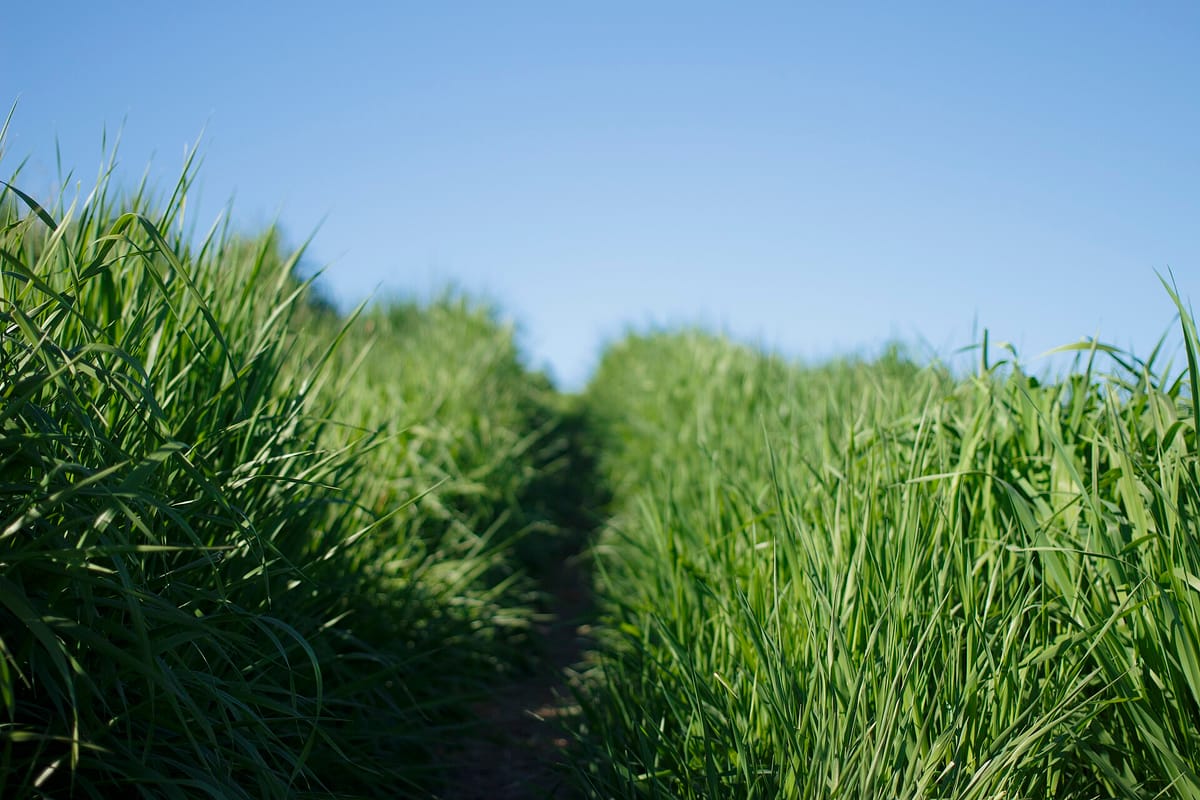 A path through tall grass at Byxbee Park