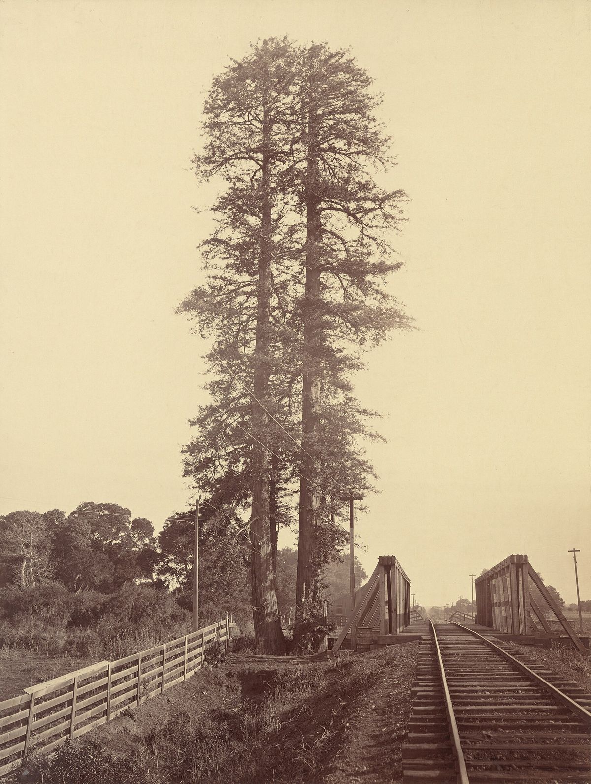 Carleton Watkins's 1870 photograph of the twin redwoods of Palo Alto