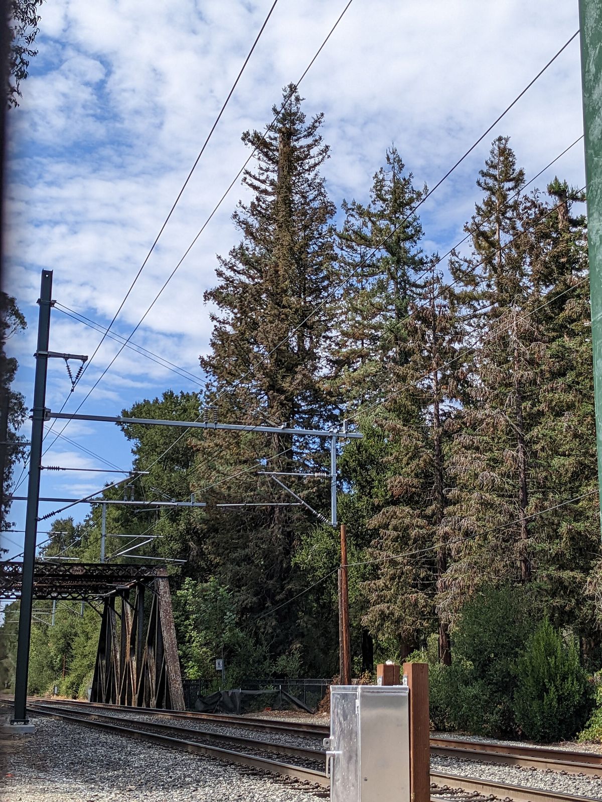 El Palo Alto beside the railroad bridge over San Francisquito Creek