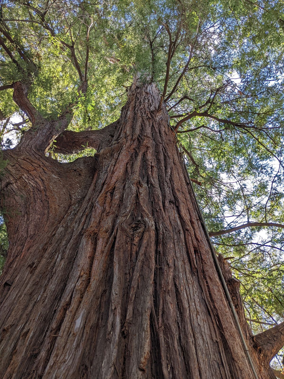 Looking up the trunk of El Palo Alto from its base