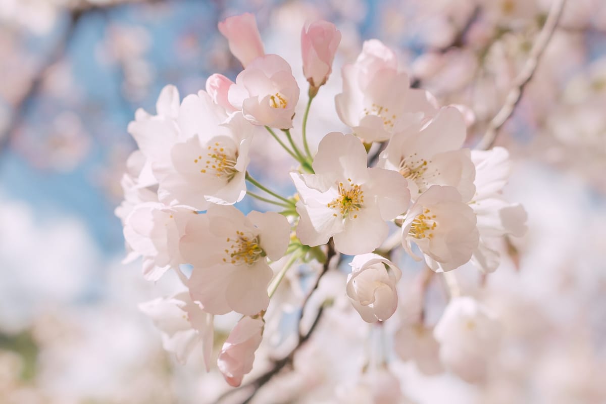 Spring blossom at the Elizabeth F. Gamble Garden
