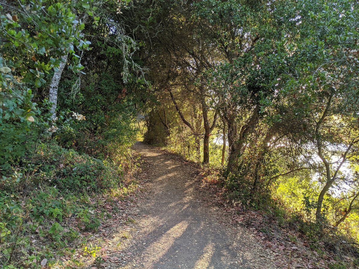 A shady trail under oaks in Foothills Nature Preserve