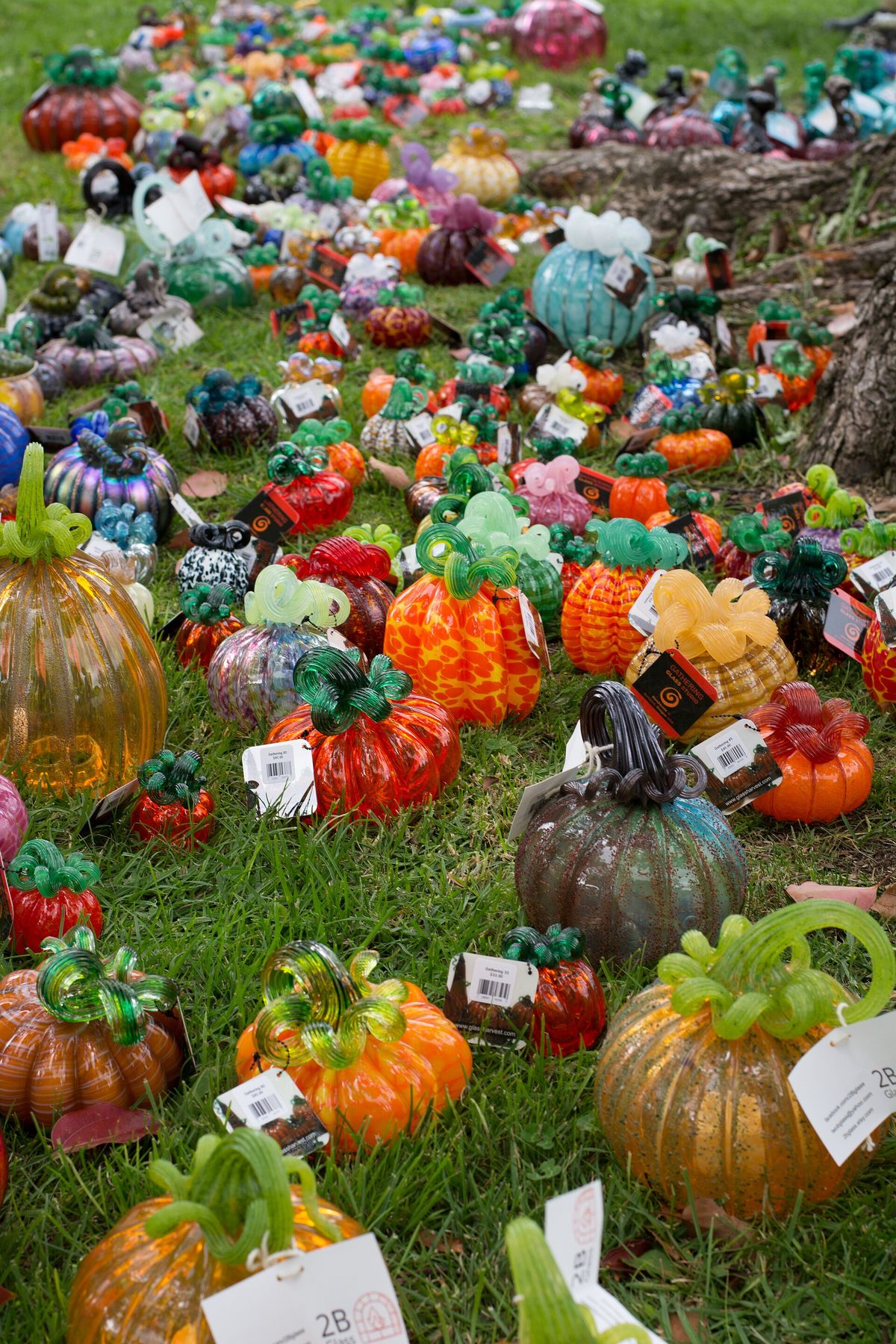 Glass pumpkins on display at the Great Glass Pumpkin Patch