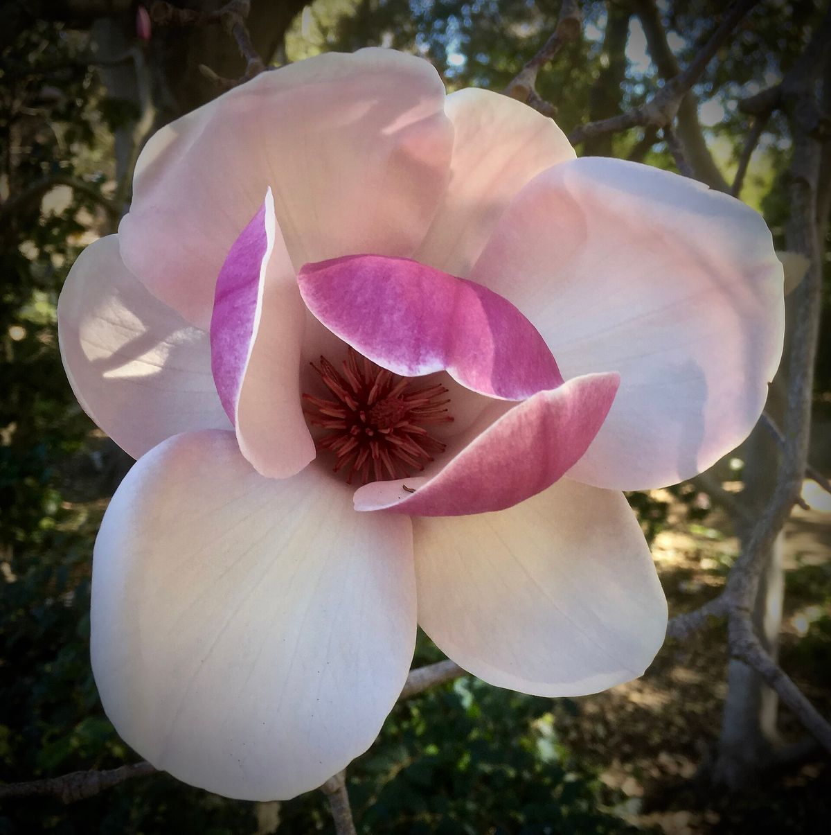 A magnolia in bloom at Gamble Garden