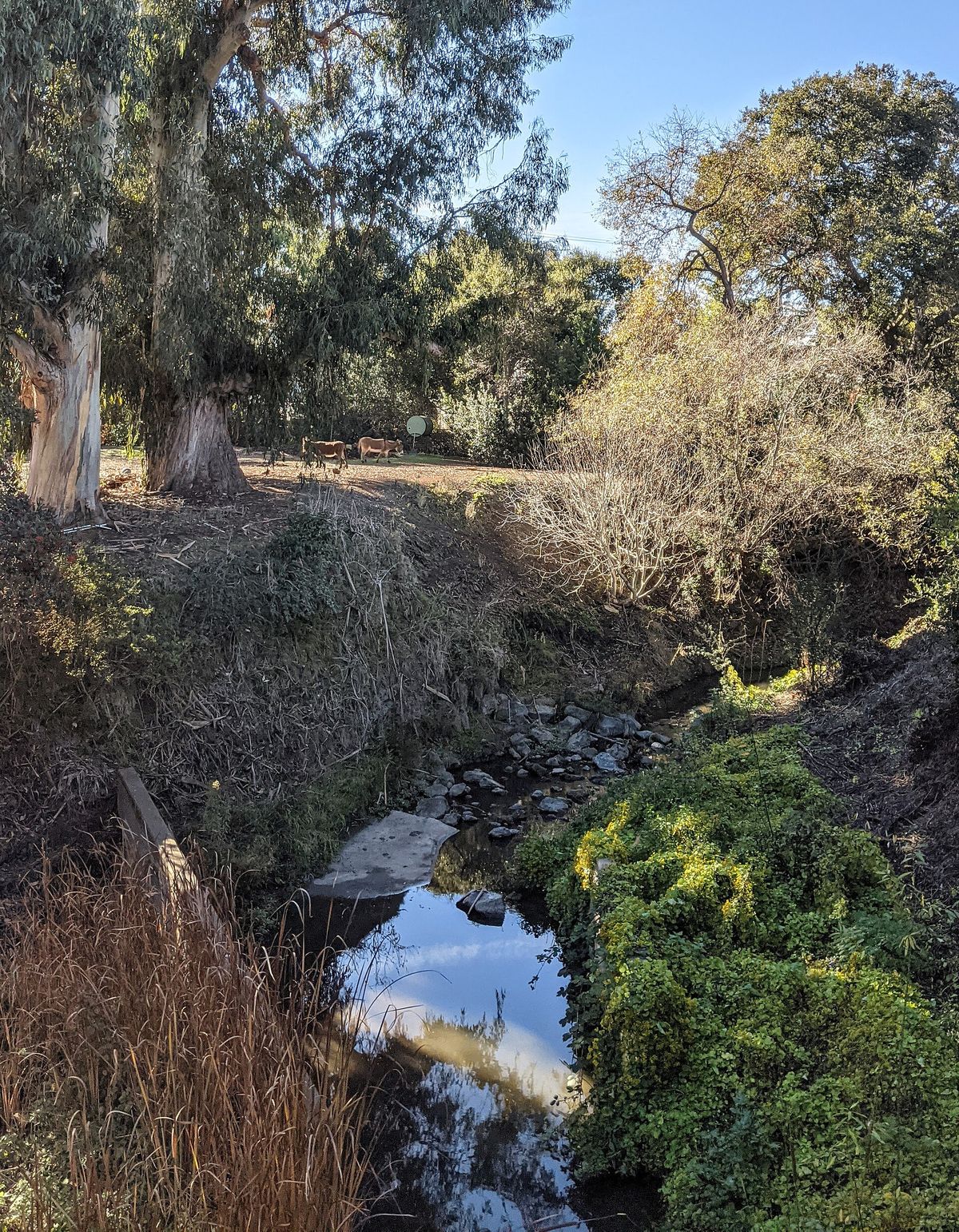 Donkeys beyond Matadero Creek, seen from Bol Park