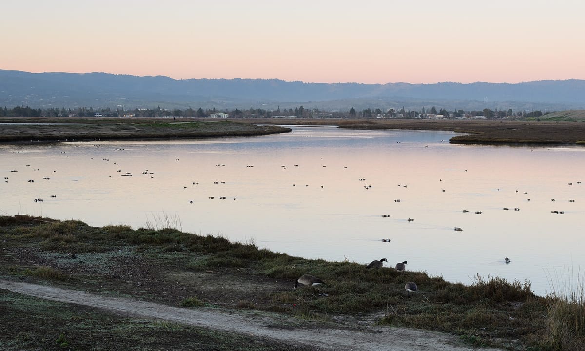 Water birds on a Baylands channel at dusk, with the hills beyond