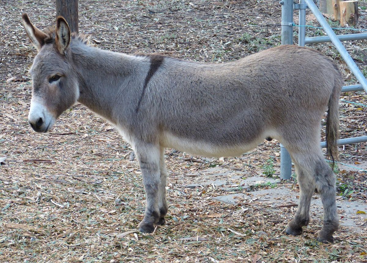 Perry, the Barron Park miniature donkey, in 2016