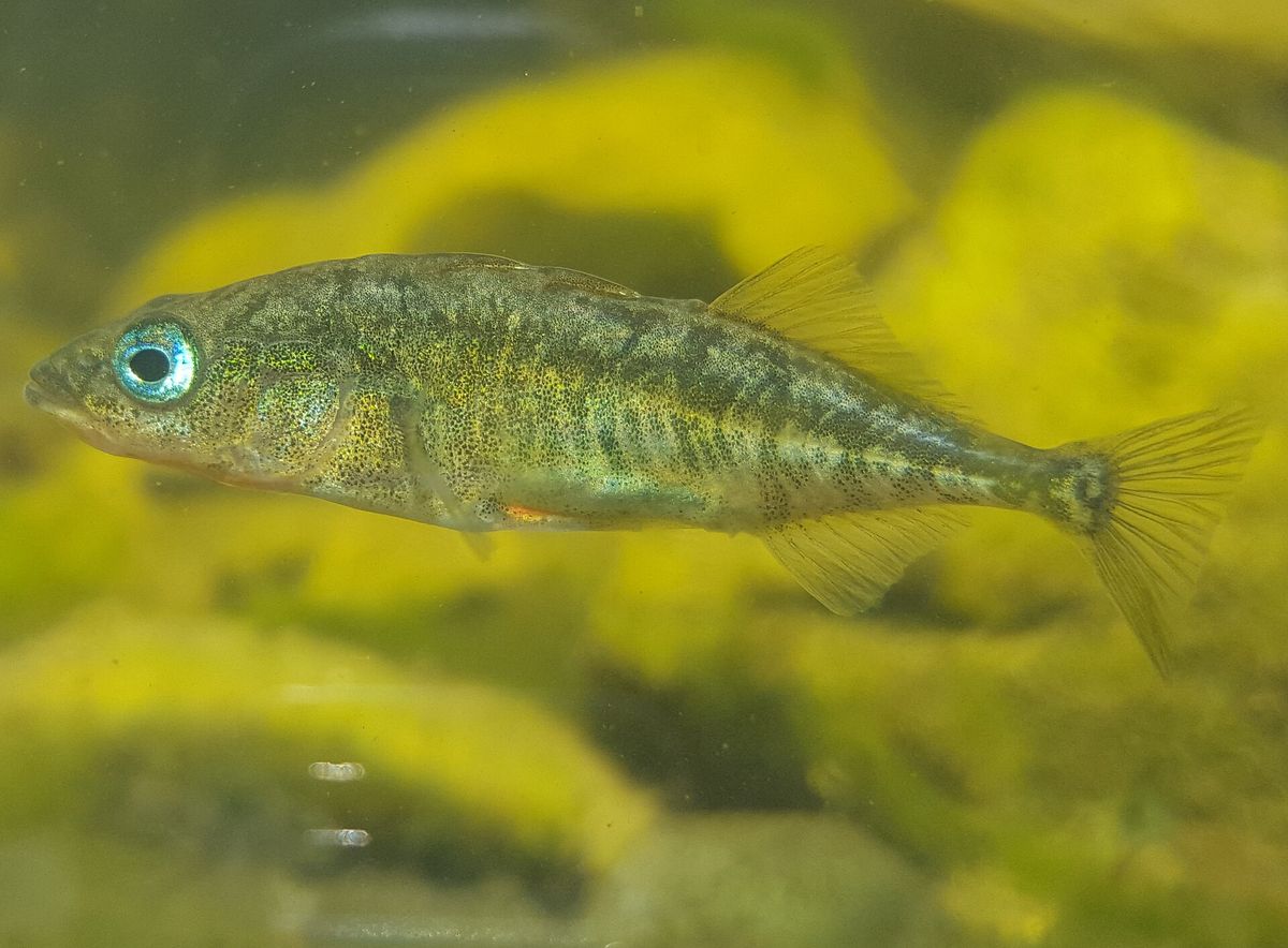 A three-spined stickleback in a tank at the Junior Museum and Zoo