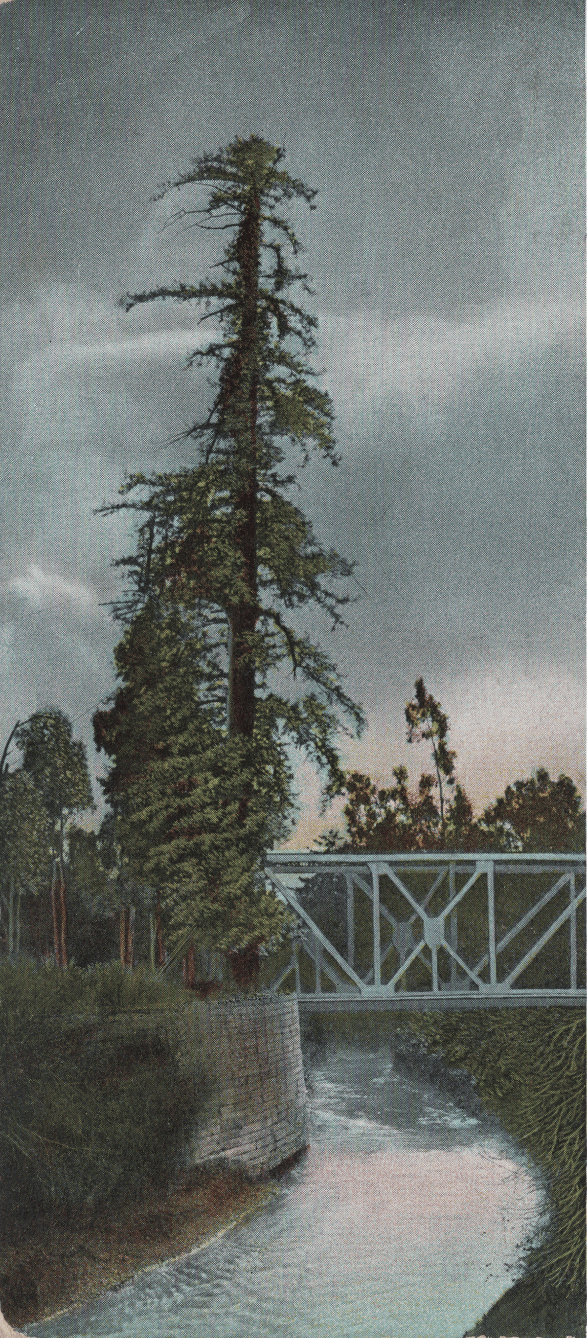 El Palo Alto on a postcard of about 1908
